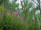 IMG 4070